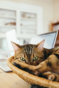 An image of an orange tabby cat curled up in a basket on a wooden desk, next to a laptop